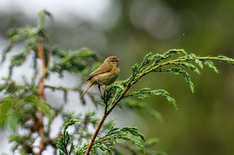 La biodiversité, nouvelle frontière de la RSE selon I-CARE