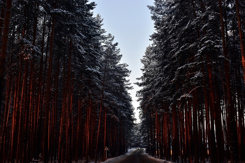 La baisse inquiétante de l'absorption de carbone par les forêts en 2023