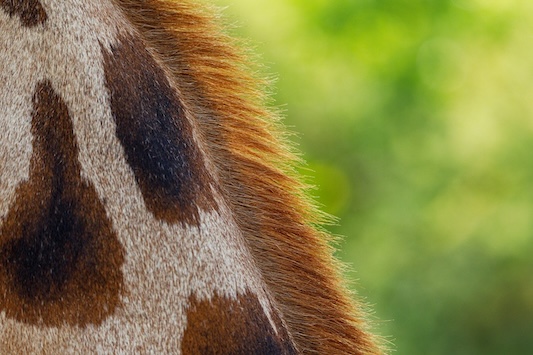 Mode : Max Mara stoppe la fourrure pour protéger les animaux 