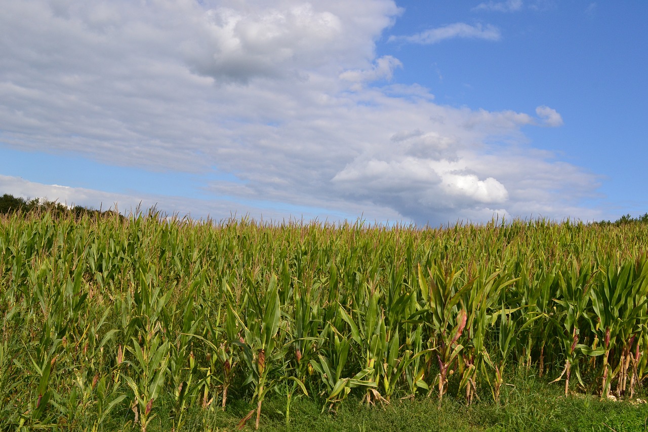 Nataïs et la prime carbone : l’agroécologie à la française