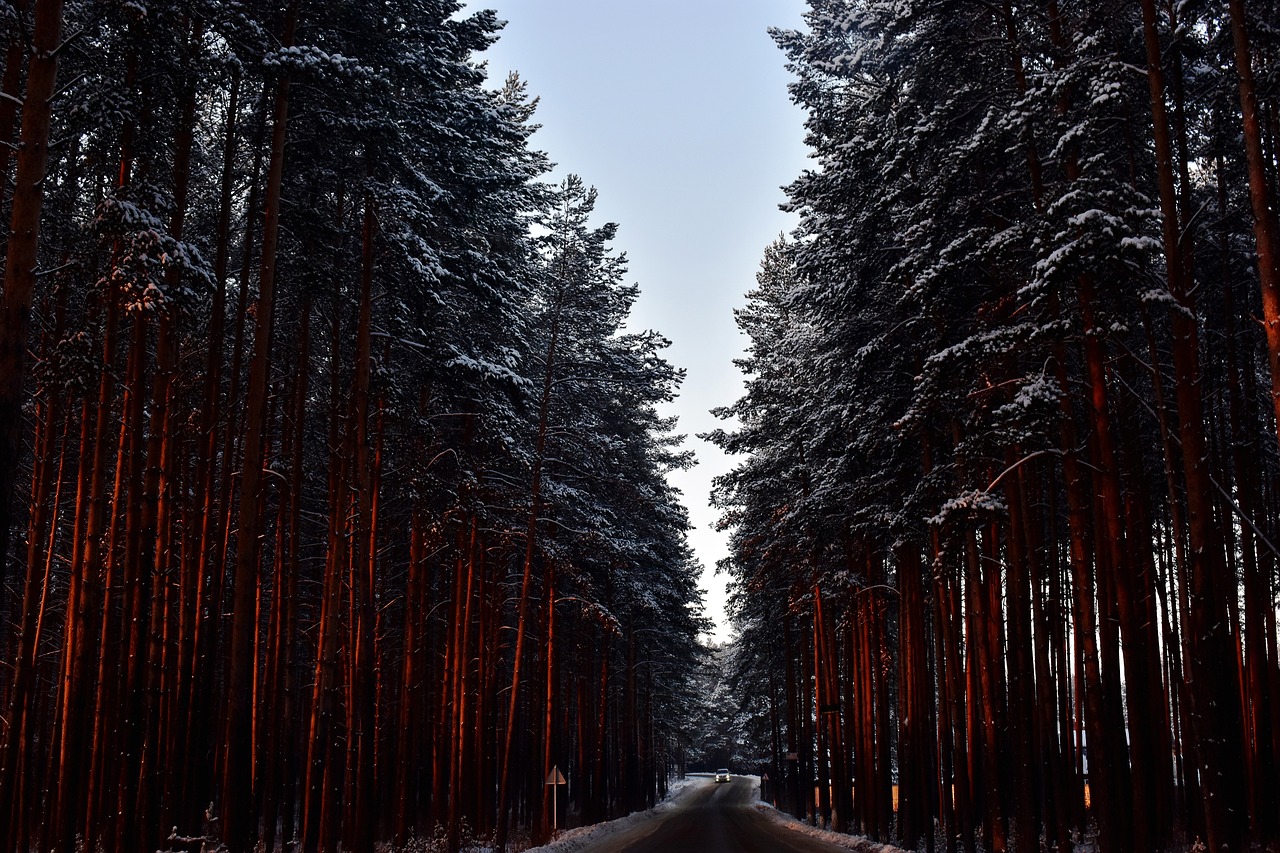 La baisse inquiétante de l'absorption de carbone par les forêts en 2023