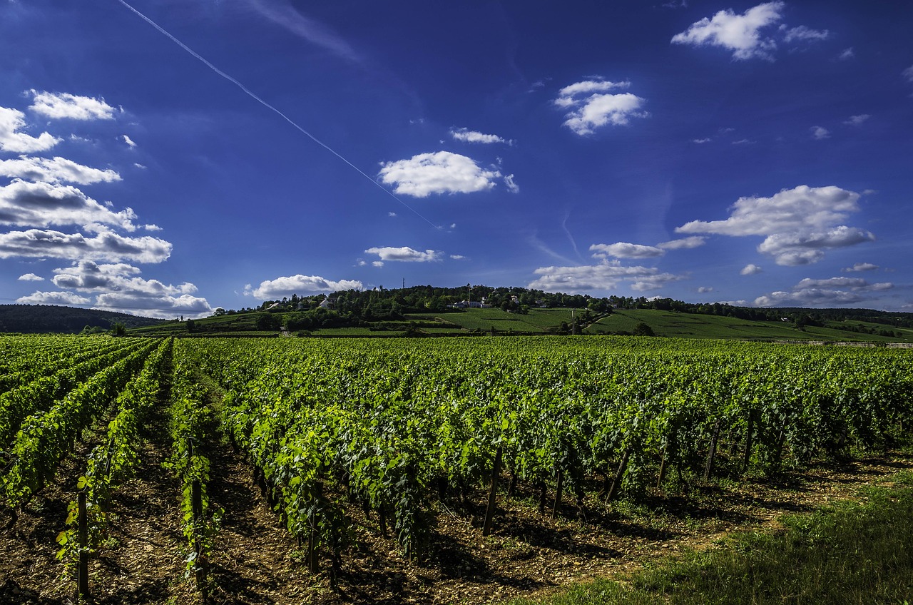 Viticulture : Mouton Cadet labellisée Fair for Life