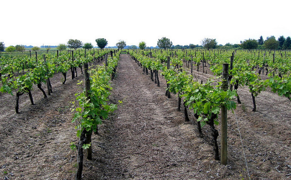 Le vin aussi se met à la norme ISO 26000