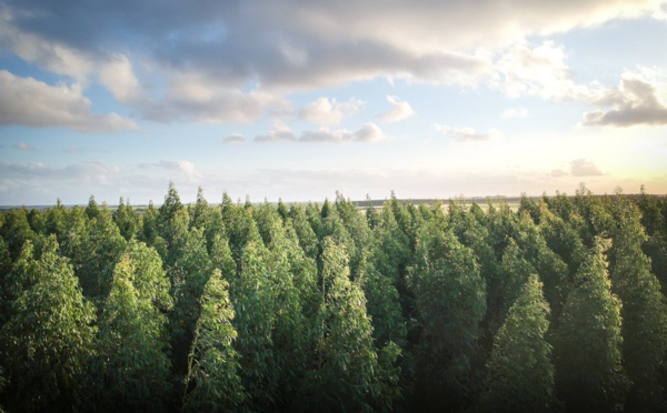 Lutte contre la déforestation : CNP Assurances s’interdit d’investir dans davantage de secteurs