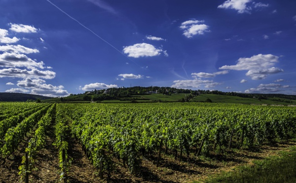 Viticulture : Mouton Cadet labellisée Fair for Life